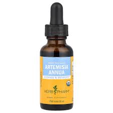 Image result for Artemisia sp.no.1