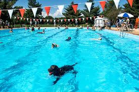 If you are visiting jay cooke state park you are probably ready for an adventure! These Dogs Love Swimming In Denver S Pools And Yours Can Still Join The Fun Denverite The Denver Site