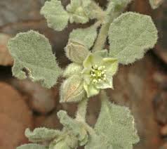 Image result for Glinus lotoides