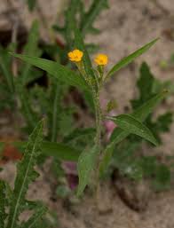 Image result for Streptopetalum