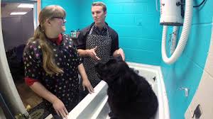 Their workshop and certification program is held around the country. Amazing Home Business Ideas For Dog Groomers Thebrandboy