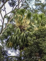 Image result for Livistona australis