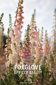 Herbicide, mode of action code, and suppression or control of most annual grasses and broadleaf weeds, full rate required for nutsedge. Pin By Judy Goddard On Flowers In 2021 Plant Seedlings Foxglove Flower Garden Images