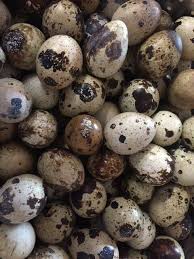 See more ideas about quail eggs, quail, food. Leyte Quail Eggs Home Facebook
