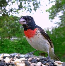 They mix well with each other and their nests can be found with those. Ostdrossel On Twitter A Beautiful Young Grosbeak And Oriole A Grackle With Snacks For The Babies And A Titmouse That Looks Like An Exhausted Mother At The Supermarket Birds Grosbeak Oriole Grackle