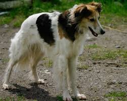 Long Haired Whippet Long Haired Whippet Whippet Like Animals
