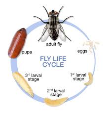 To get rid of the drain worms, keep reading for some diy methods you can do at home. How To Get Rid Of House Flies 2020 Updated Guide