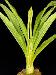 Image result for Phaius mannii