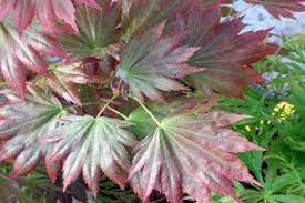 Acer Shirasawanum Haru Iro Acer Haru Iro