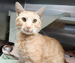 BARCS Animal Shelter