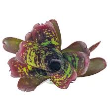 Image result for Neoboutonia