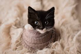 Beautiful Animals - The Best Animal Photos Of 2019