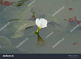 Image result for Ottelia kunenensis