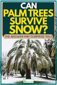 Palm trees in the snow (palmeras en la nieve), is a spanish movie that has touched my heart again and again. Can Palm Trees Survive Snow The Answer May Surprise You Garden Tabs