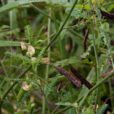 Image result for Aeschynomene indica