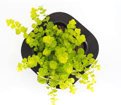 Image result for Marsilea nubica