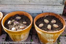Jetzt werden die kartoffeln in den kübel gepflanzt. Kartoffeln Im Topf Anpflanzen Anleitung Fur Balkon Terrasse Und Garten Tipps Topfgartenwelt