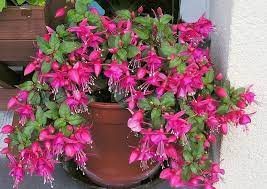 Growing Fuchsia Plant How To Grow Fuchsia In A Pot Fuchsia Care Fuchsia Plant Fuchsia Flowers Fuchsia Plant Care