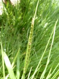 Image result for Ischaemum afrum