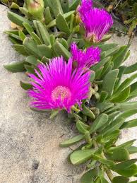 Image result for Chenolea diffusa