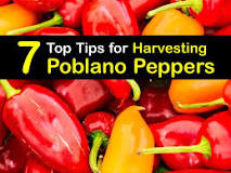 How do you know when poblano peppers are ripe?