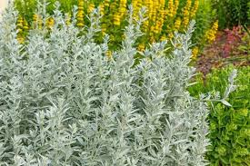 Image result for Artemisia sp.no.1
