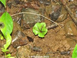 Image result for Nervilia sp.no.4