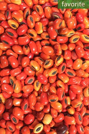 Image result for Erythrina afra