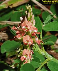 Image result for Indigofera spicata
