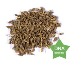 Image result for Pimpinella