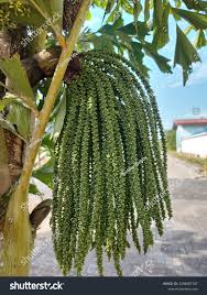 Image result for Caryota urens