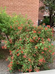 Image result for Justicia spicigera