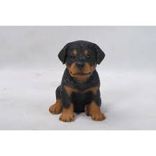 Browse 2,877 rottweiler stock photos and images available or search for rottweiler puppy or rottweiler isolated to find more great stock photos and pictures. Hi Line Gift Rottweiler Puppy 87771 I The Home Depot