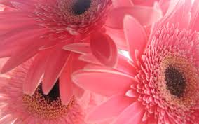 We did not find results for: Pink Daisy Wallpapers Top Free Pink Daisy Backgrounds Wallpaperaccess