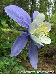 Colorado State Flower Rocky Mountain Columbine Aquilegia coerulea in spring garden. colorado state flower rocky mountain