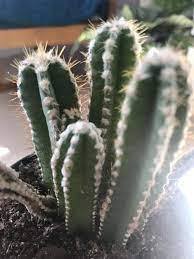 Does anyone have advice on how to determine if the white fuzz between the tubercles are mealybugs or some kind of natural occurrence? Ask A Question Forum White Fuzz On Cactus Garden Org