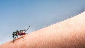 If you're infected, a blood test may show a rising level of antibodies to the west nile virus. West Nile Virus First Appearances Of 2017