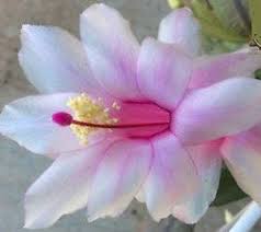 White stuff on christmas cactus. White And Pink Christmas Cactus Youp Schlumbergera Truncata Zygocactus Thanksgiving Cactus Rare Holid Christmas Cactus Holiday Cactus Thanksgiving Cactus