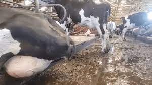 Are Cows Killed For Cheese Here S The Truth Gifs Peta