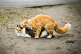 Ab wann sind katzen geschlechtsreif siamkater. Fortpflanzung Und Paarungsverhalten Bei Katzen Herz Fuer Tiere De