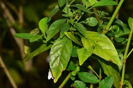 Image result for Rhinacanthus