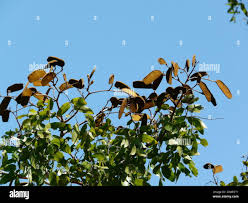 Image result for Julbernardia paniculata