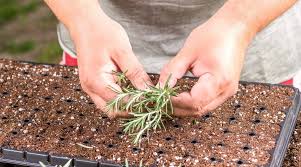 Image result for rosemary cuttings