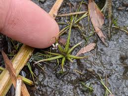 Image result for Subularia