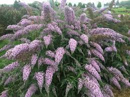 Buddleia Grand Cascade Pp 30868 Butterfly Bush Rabbit Resistant Plants Plants