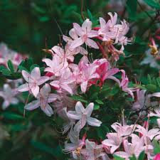Swamp Azalea Finegardening