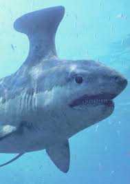 It's estimated to have been approximately 70 cm long. Stethacanthus On Mycast Fan Casting Your Favorite Stories