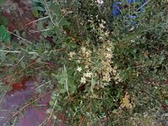 Image result for Lawsonia inermis
