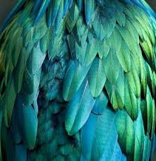 Blue Green Teal Tablolar Kus Karga