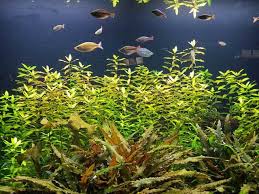 Bandingbeza rumpai laut mengikut gred: Underwater World Langkawi Percutian Bajet